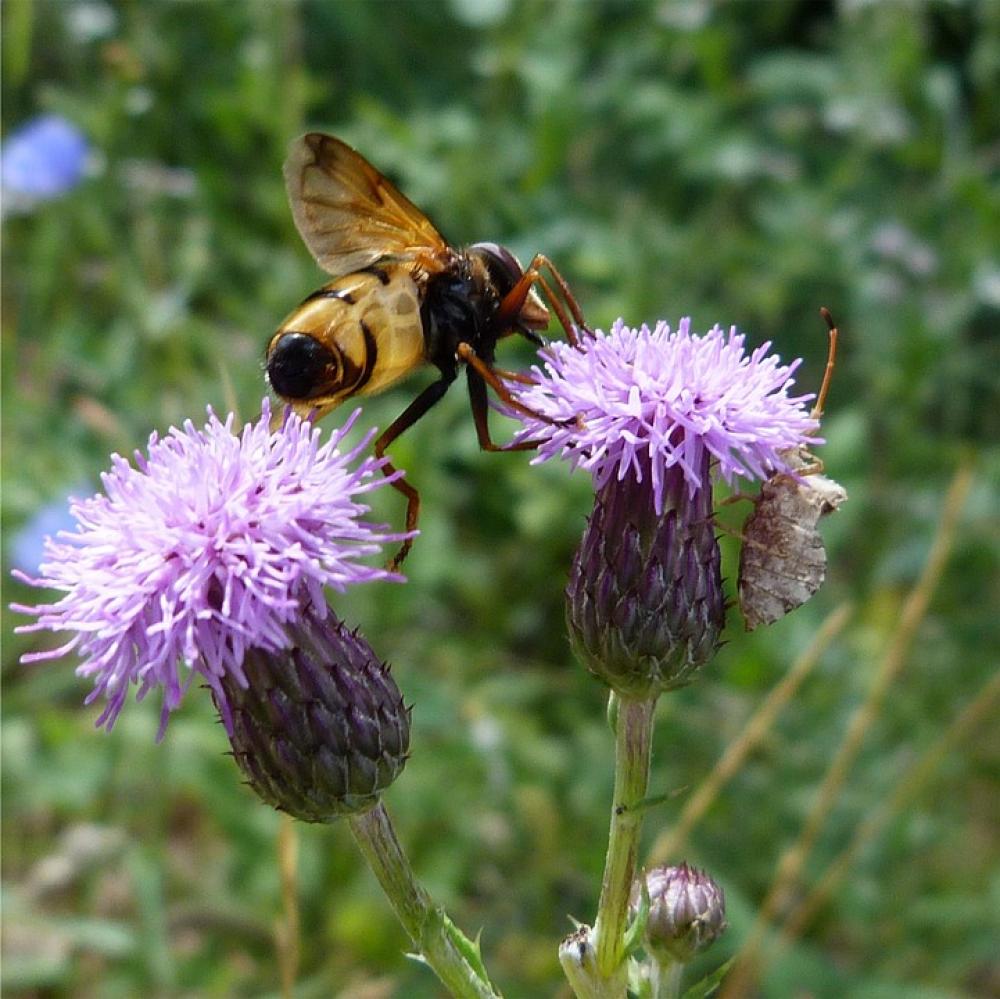 Thistle Bee Insect Flowers Forage Macro Nature Thistle Bee Insect Flowers Forage Macro Nature