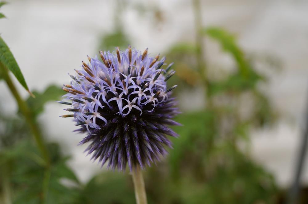 Thistle Globe Thistle Flower Plant Blossom Bloom Thistle Globe Thistle Flower Plant Blossom Bloom
