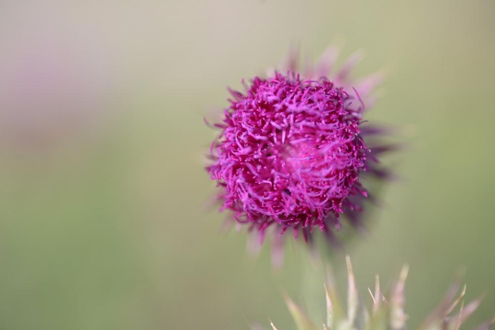 Thistle Flowers Nature Thistle Flowers Nature