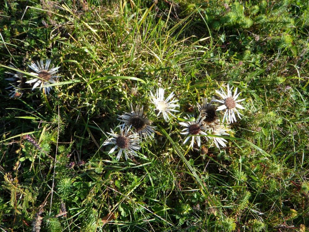Thistle Swabian Alb Nature Flower Plant Meadow Thistle Swabian Alb Nature Flower Plant Meadow