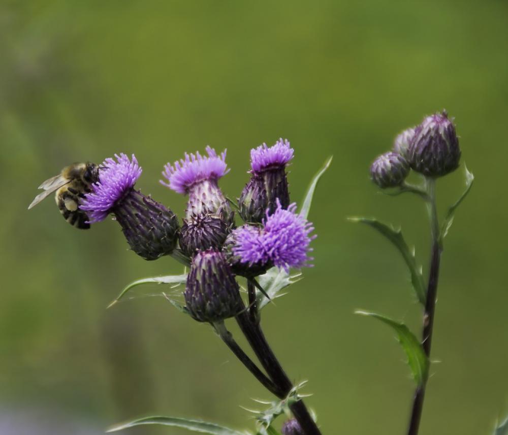 Thistle Flower Thistle Bee Insect Plant Thistle Flower Thistle Bee Insect Plant