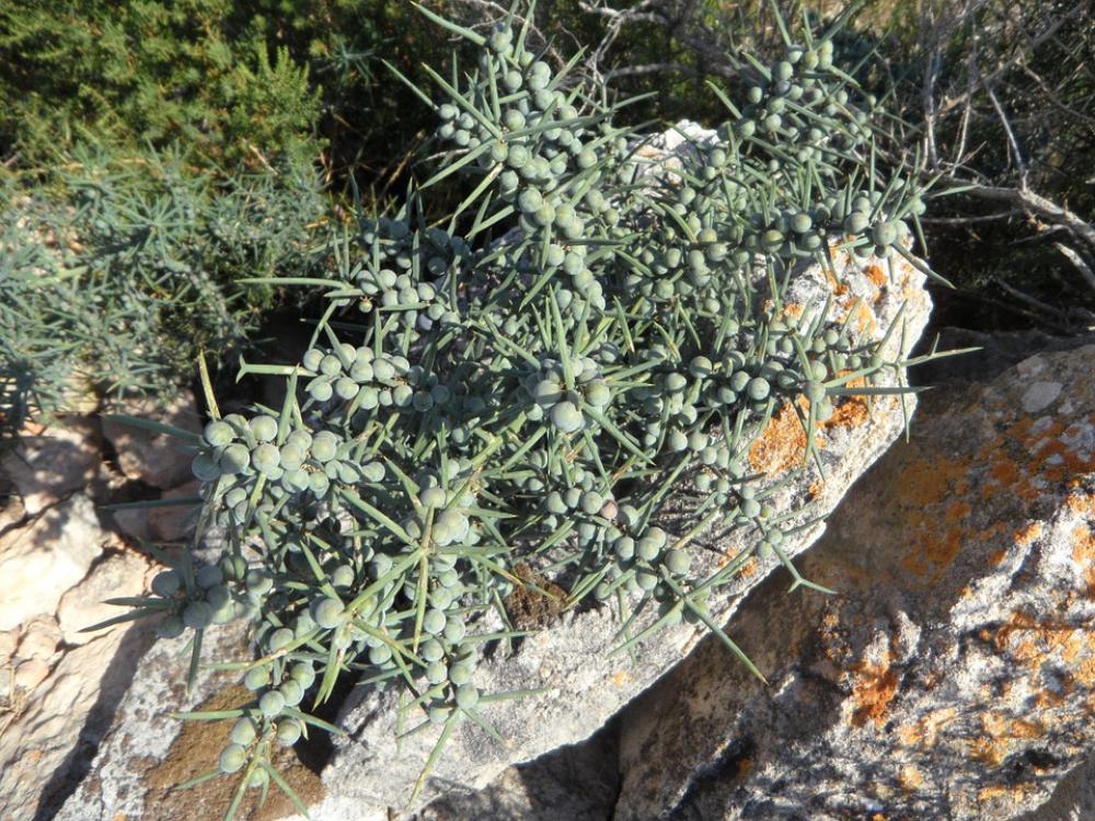Thorns Spur Prickly Spiny Green Berries Plant Thorns Spur Prickly Spiny Green Berries Plant