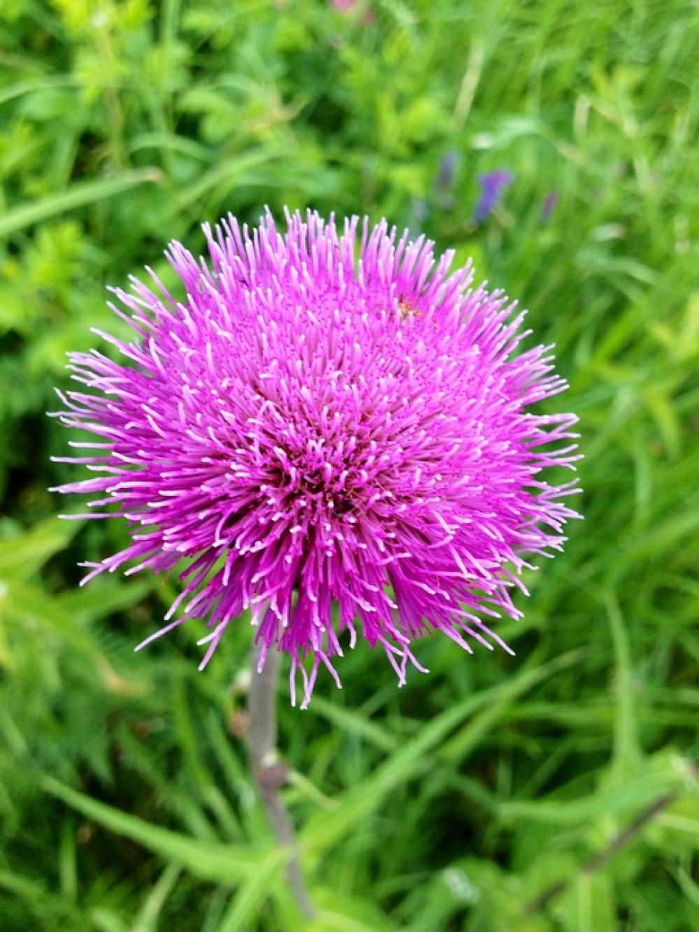 Thorny Flower Plant Plants Nature Thorny Flower Plant Plants Nature