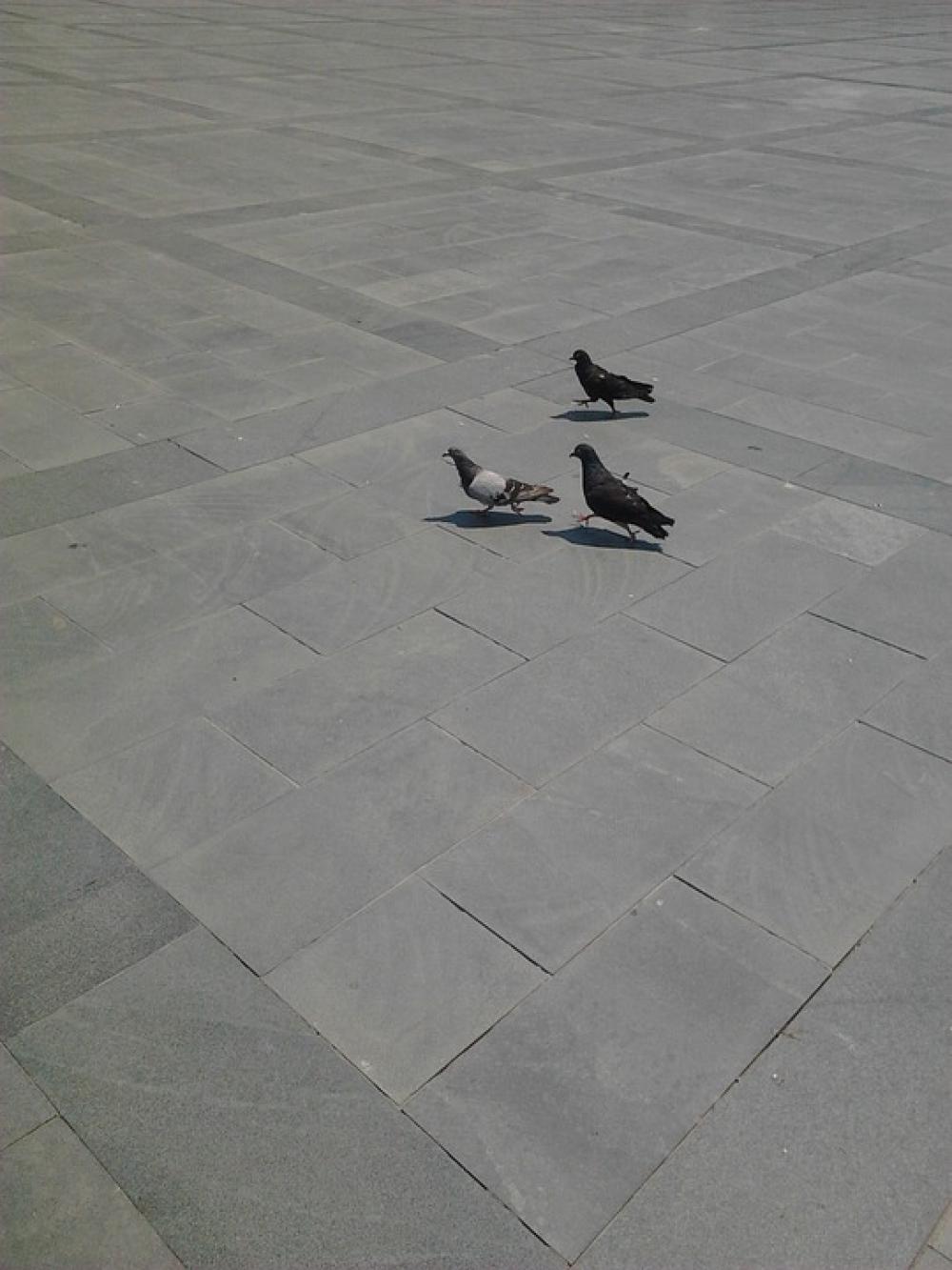Three Beautiful Pigeon Three Beautiful Pigeon