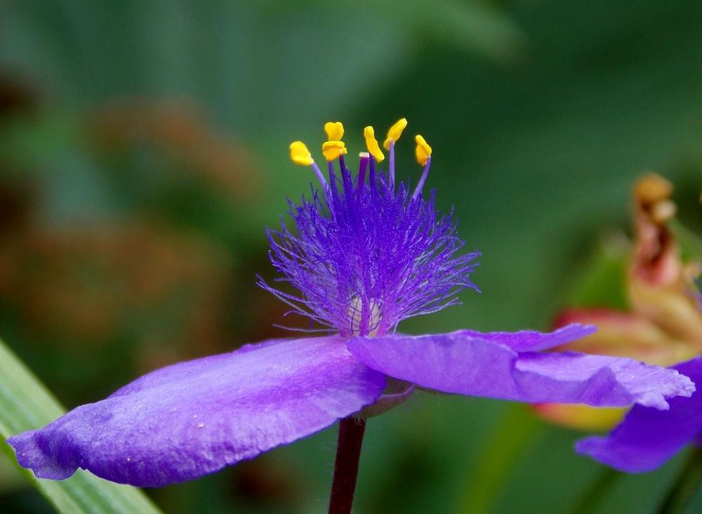 Three Master Flower Flower Seeds Plant Blossom Three Master Flower Flower Seeds Plant Blossom
