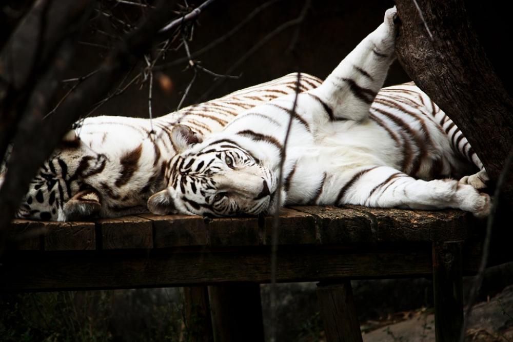 Tiger White Cat Predator Animal Wildlife Playful Tiger White Cat Predator Animal Wildlife Playful
