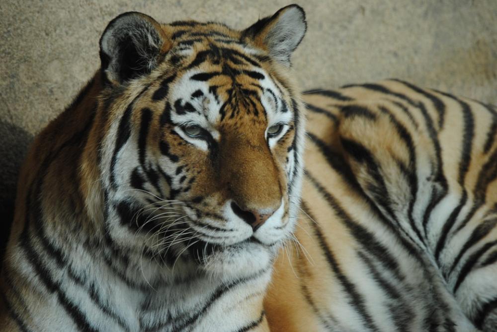 Tiger Wild Animal Zoo Wild Predator Animals Tiger Wild Animal Zoo Wild Predator Animals