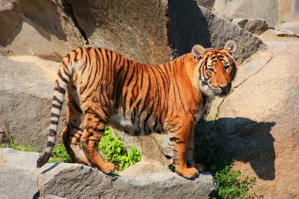 Tiger Cat Animal World Predator Big Cat Animals Tiger Cat Animal World Predator Big Cat Animals