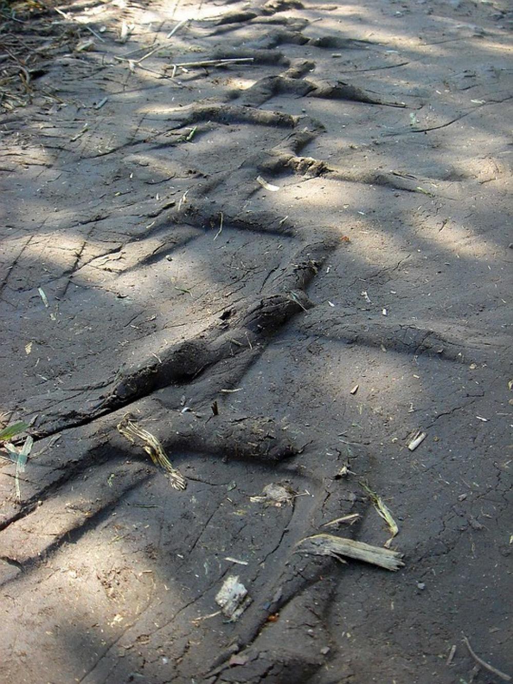 Tire Tracks Path Field Print Tractor Tire Clay Tire Tracks Path Field Print Tractor Tire Clay