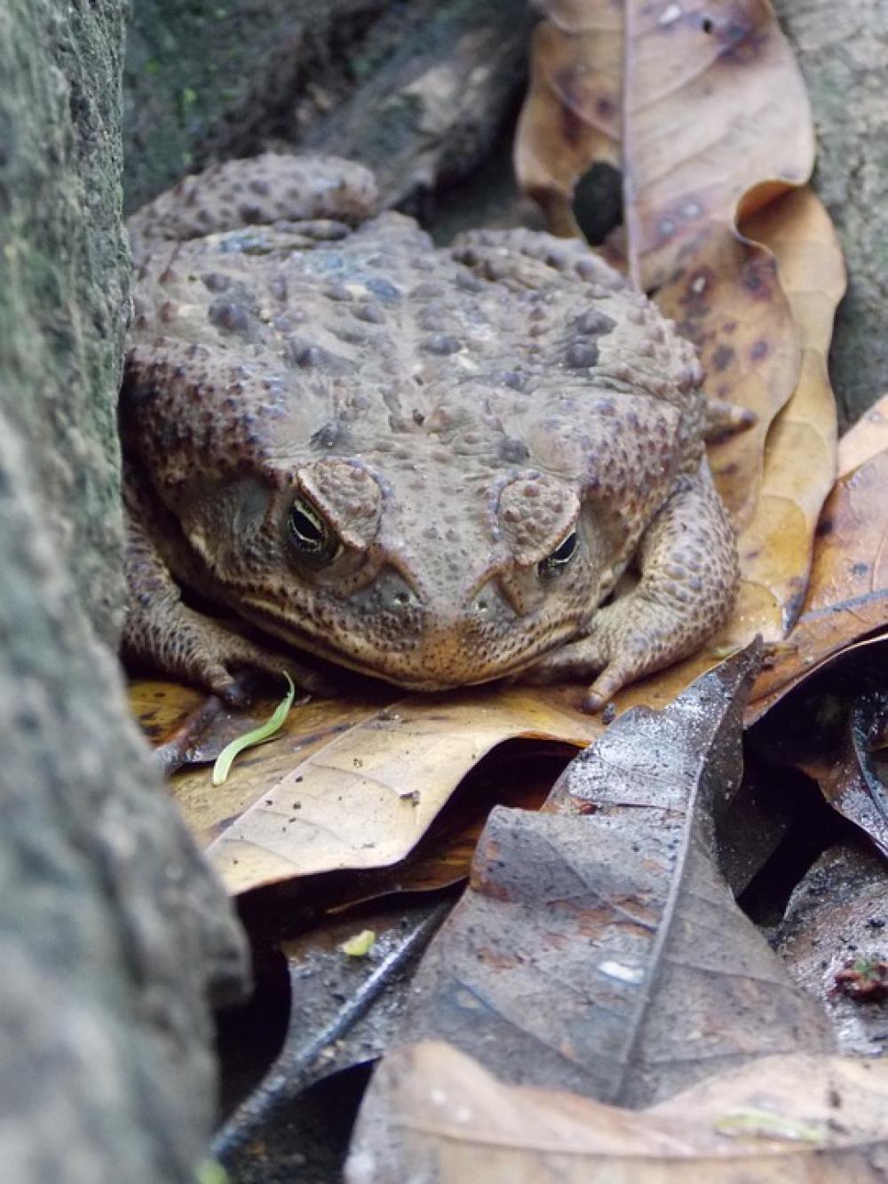 Toad Soil Nature Moisture Leaves Autumn Toad Soil Nature Moisture Leaves Autumn