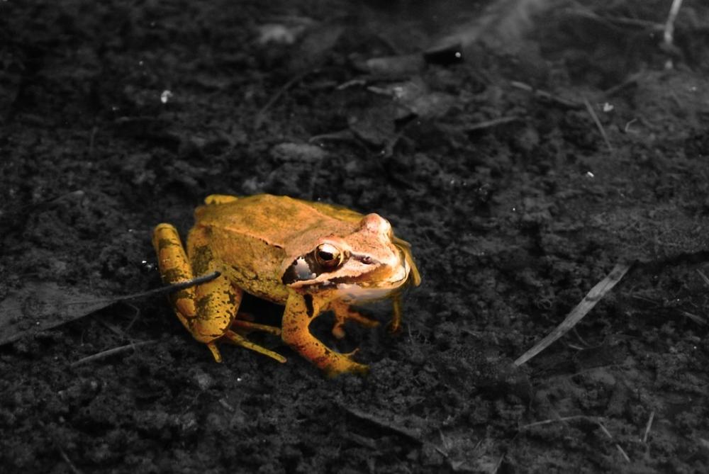 Toad Camouflage Animals Mare Toad Camouflage Animals Mare