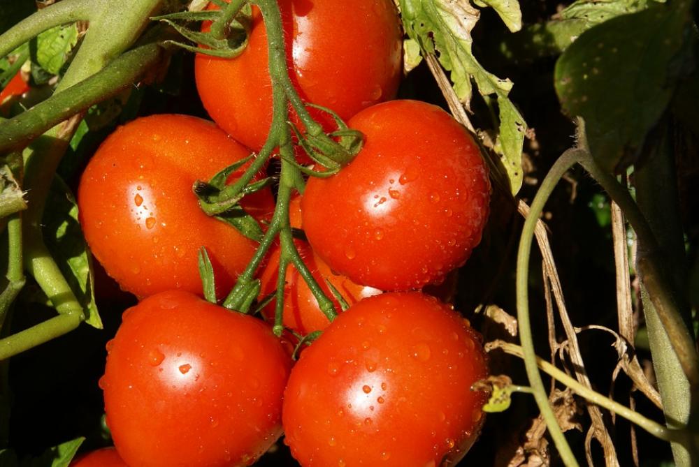 Tomato Vegetable Food Nature Plant Healthy Food Tomato Vegetable Food Nature Plant Healthy Food