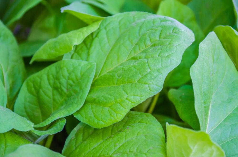 Tomato Plants Leaves Plant Seedlings Of Tomatoes Tomato Plants Leaves Plant Seedlings Of Tomatoes