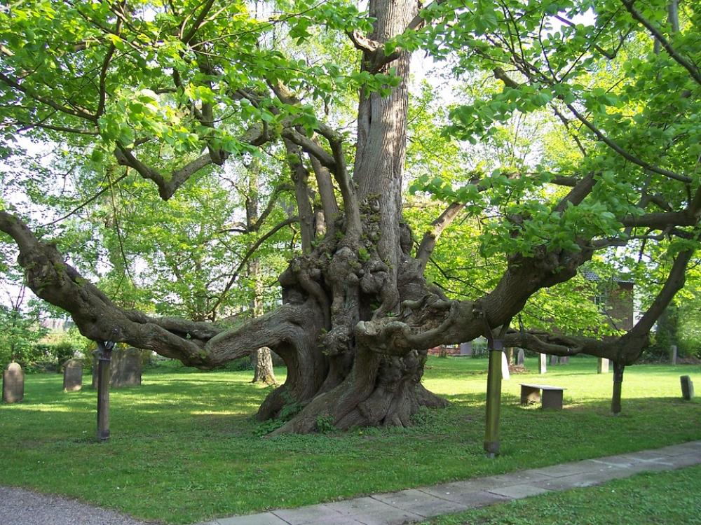 Tree Nature Log Trees Sleeping Trees Leaves Tree Nature Log Trees Sleeping Trees Leaves