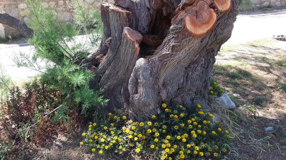 Tree Tree In The Tree Nature Log Tree Tree In The Tree Nature Log