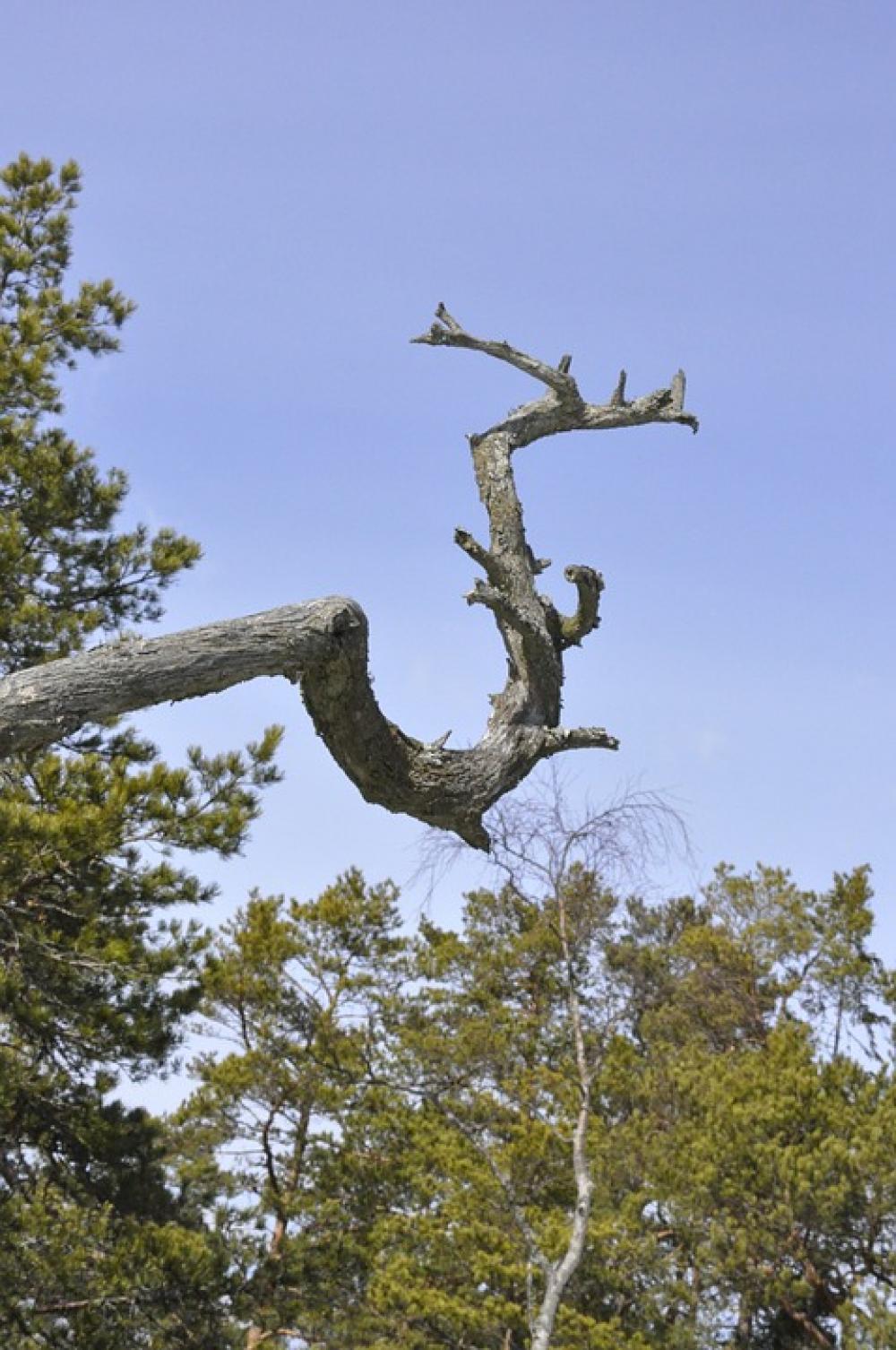 Tree Nature Old Tree Tree Branch Tree Nature Old Tree Tree Branch