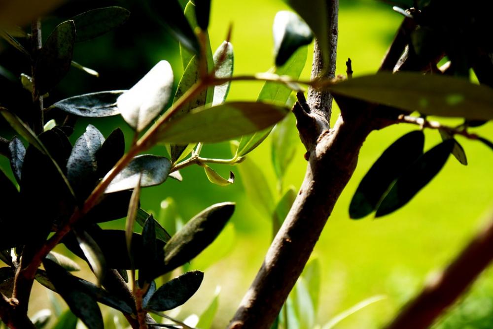 Tree Olives Green Branch Nature Fruit Tree Wood Tree Olives Green Branch Nature Fruit Tree Wood