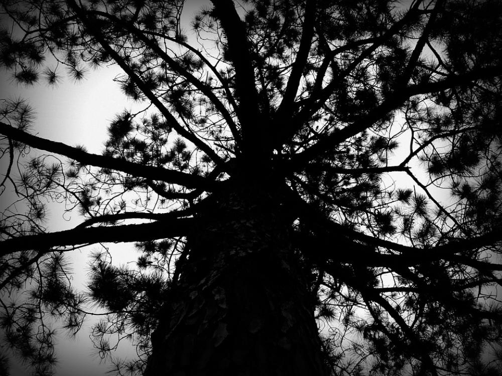 Tree Black And White Nature Tree Black And White Nature