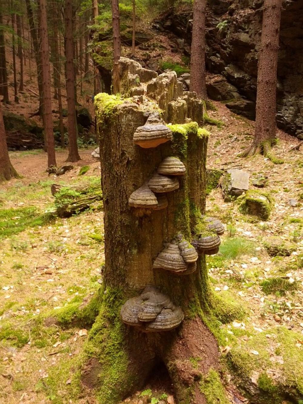 Tree Stump Forest Green Brown Fungus Funghi Tree Stump Forest Green Brown Fungus Funghi