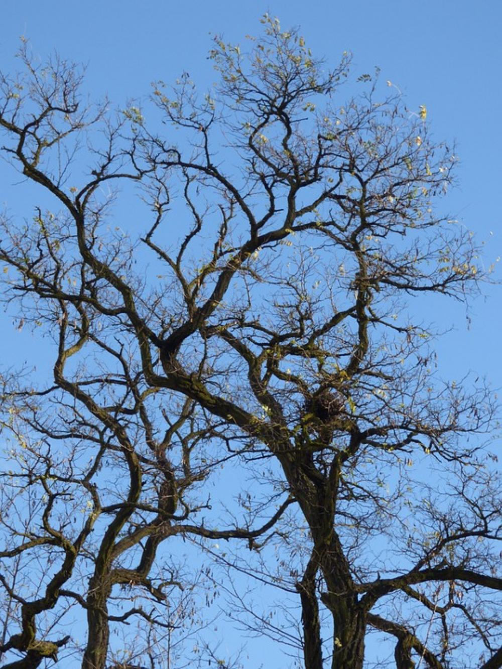 Tree Konar Foliage Autumn Sky Plant Forest Trees Tree Konar Foliage Autumn Sky Plant Forest Trees