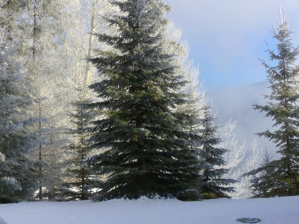 Tree Fir Hoarfrost White Frost Rime Frost Winter Tree Fir Hoarfrost White Frost Rime Frost Winter