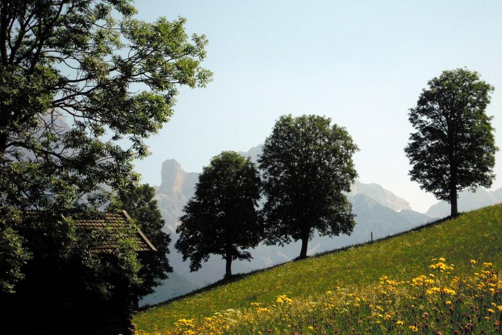 Tree Limestone Alps Steinernes Meer Trees Nature Tree Limestone Alps Steinernes Meer Trees Nature