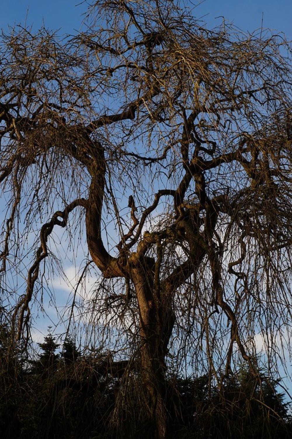 Tree Old Without Leaves Transient Tree Old Without Leaves Transient