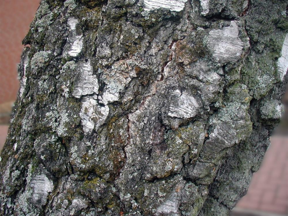 Tree Birch Bark Tribe Tree Birch Bark Tribe