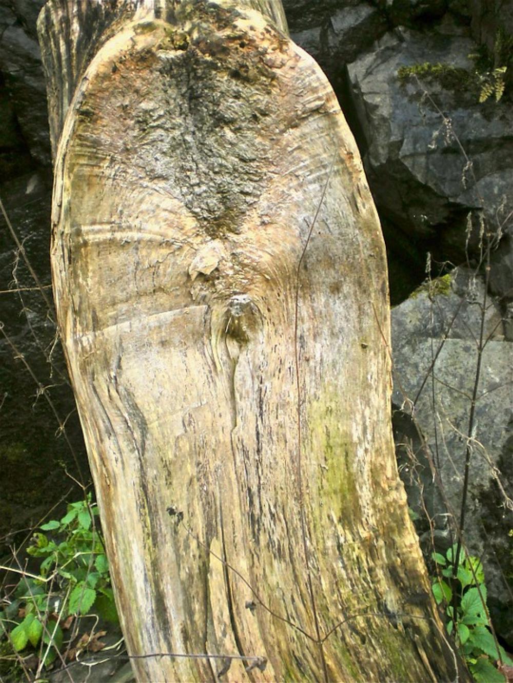Tree Wood Nature Tree Wood Nature
