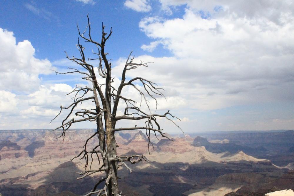 Tree Death Colorado Contrast Tree Death Colorado Contrast