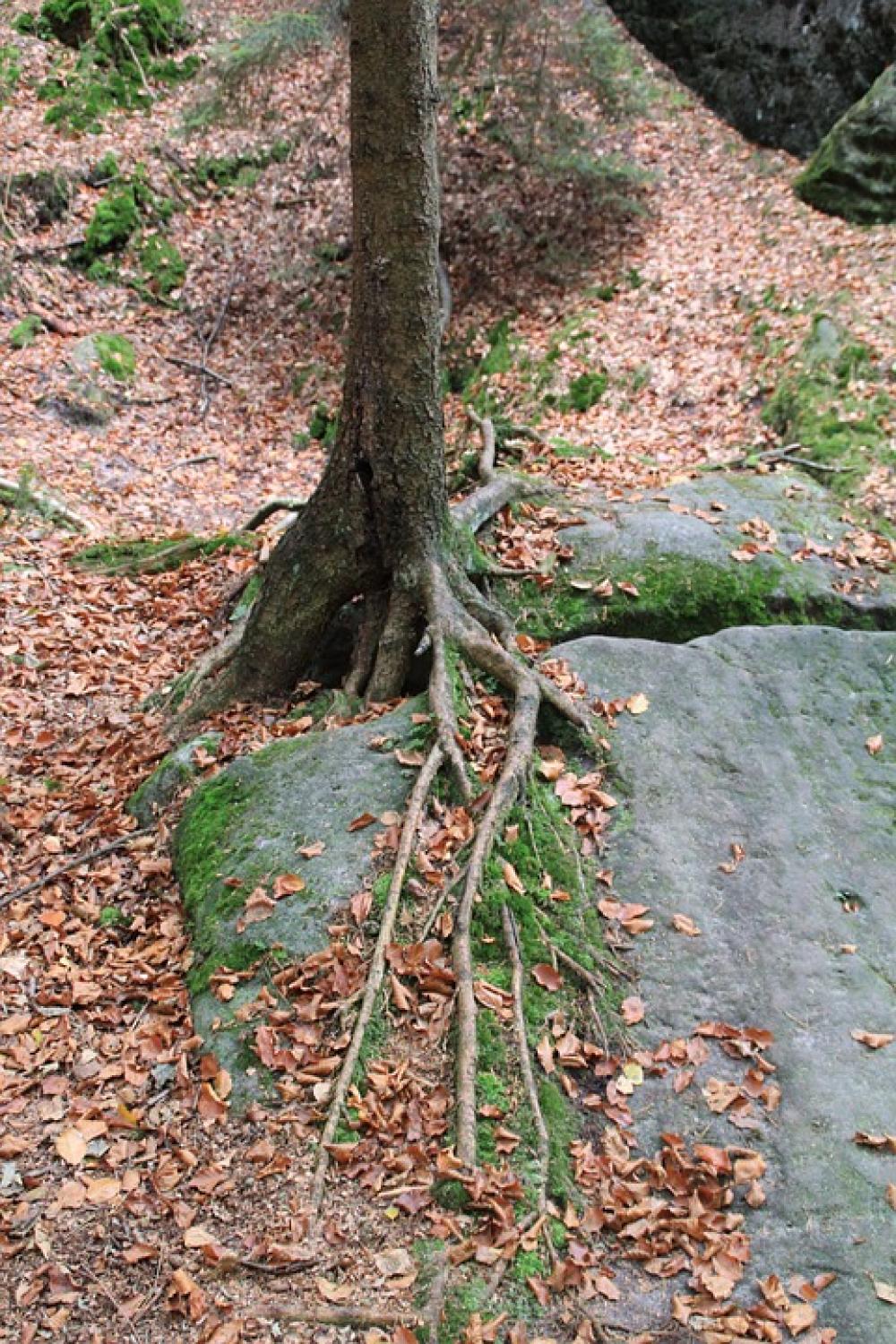 Tree Root Overgrown Nature Trees Bark Tree Root Tree Root Overgrown Nature Trees Bark Tree Root