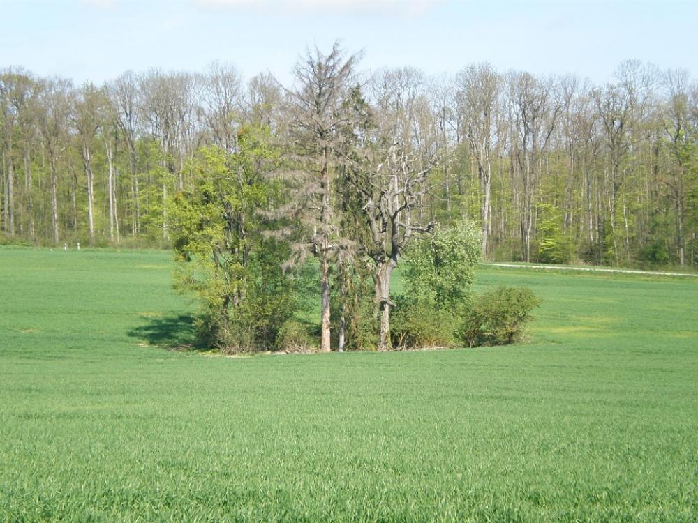 Tree Arid Grove Of Trees Meadow Edge Of The Woods Tree Arid Grove Of Trees Meadow Edge Of The Woods
