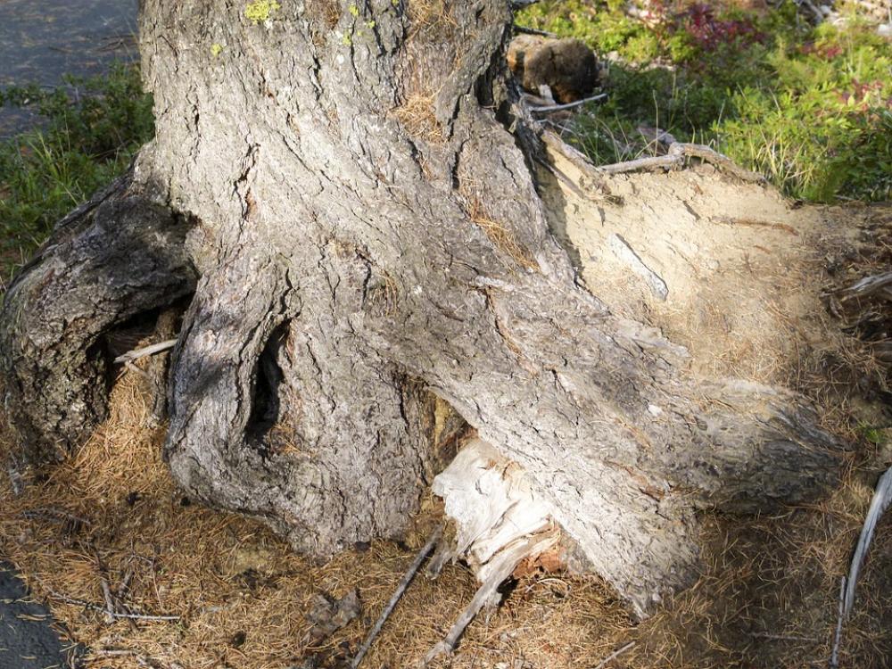 Tree Root Nature Forest Sunshine Light Shadows Tree Root Nature Forest Sunshine Light Shadows