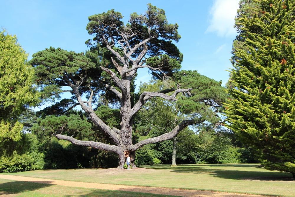 Tree Park Garden Tree Park Garden