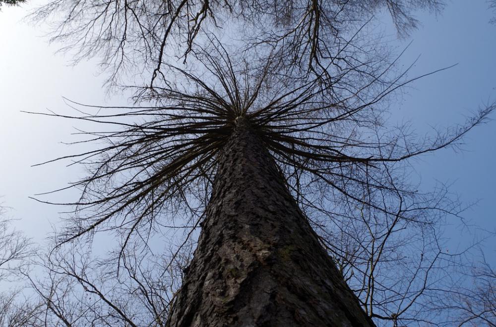 Tree Larch Winter Crown Sky Forest Aesthetic Tree Larch Winter Crown Sky Forest Aesthetic