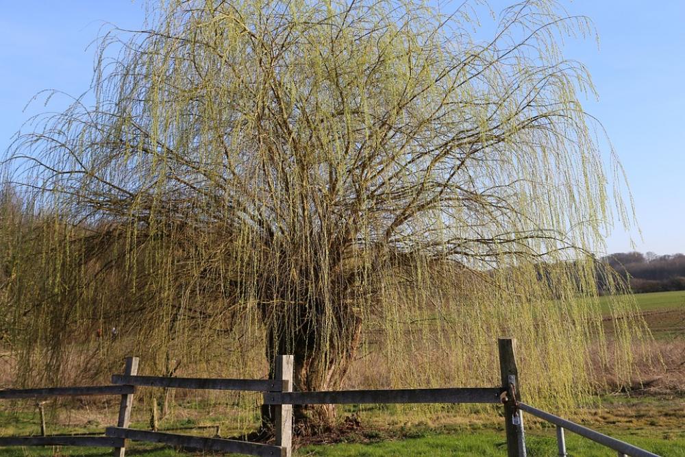 Tree Aesthetic Landscape Green Spring Plant Flora Tree Aesthetic Landscape Green Spring Plant Flora