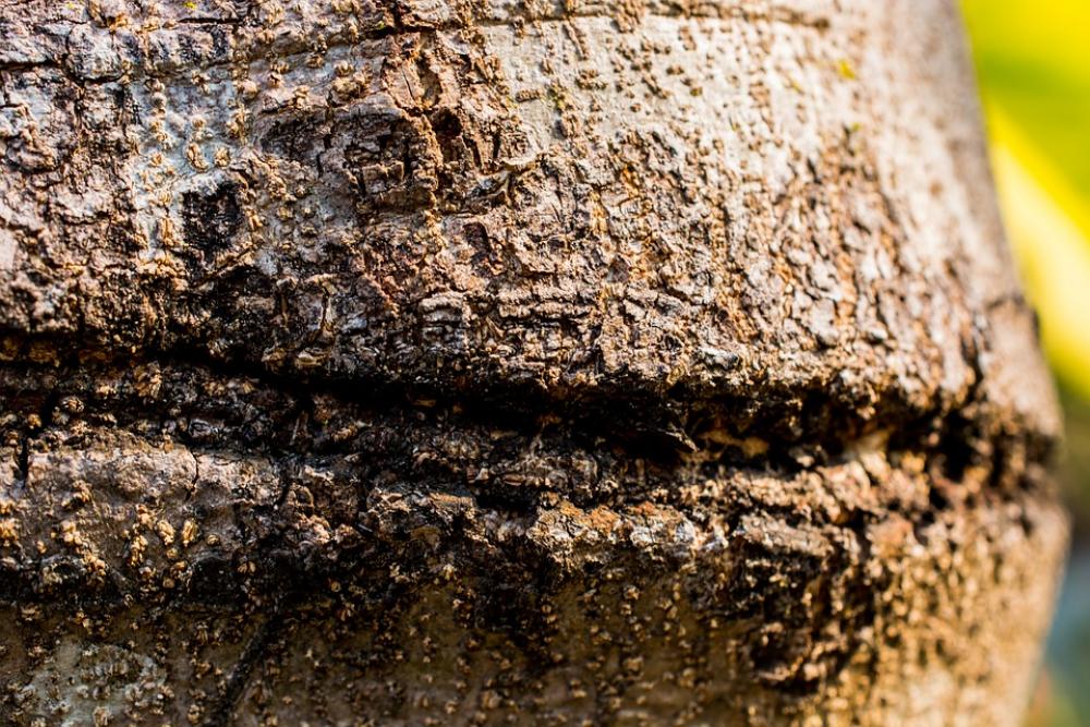 Tree Log Bark Tree Log Bark