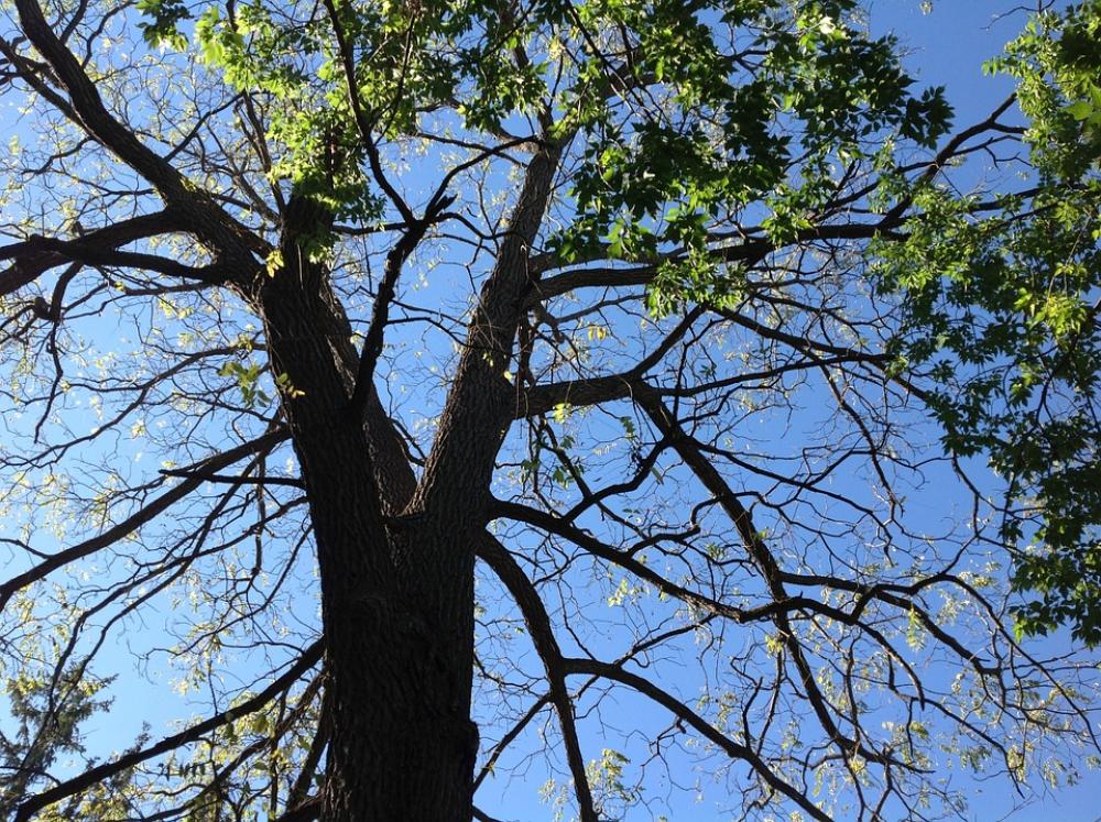 Tree Nature Branches Sky Blue Autumn Tree Nature Branches Sky Blue Autumn