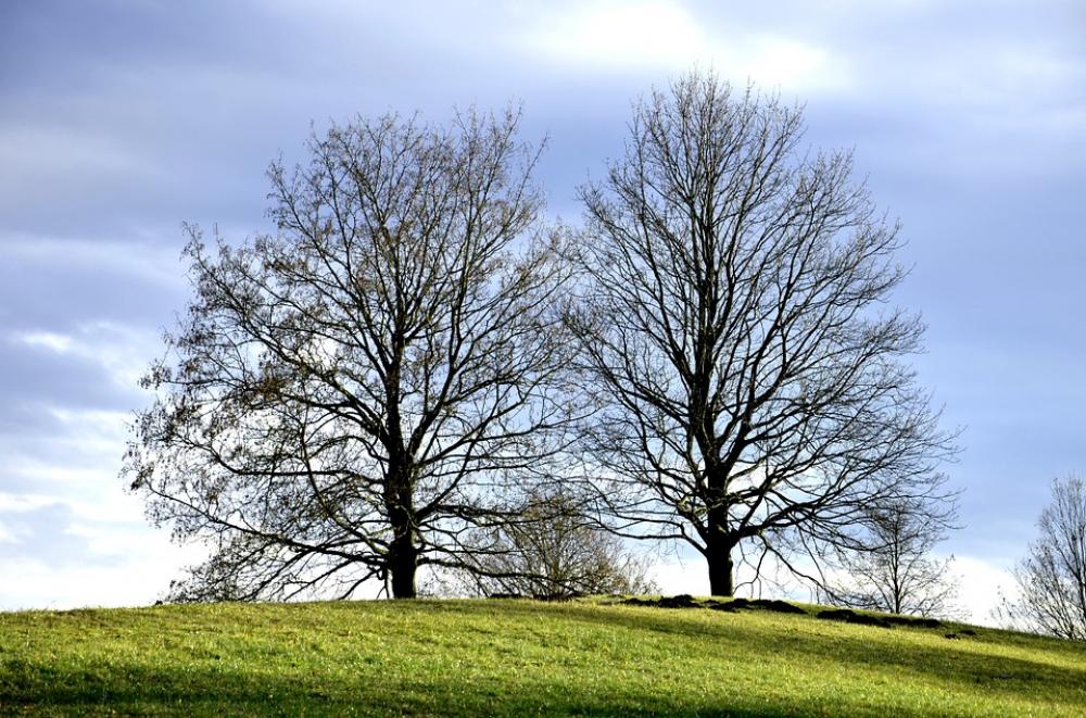 Tree Trees Nature Natural Colorful Sun Sunny Tree Trees Nature Natural Colorful Sun Sunny