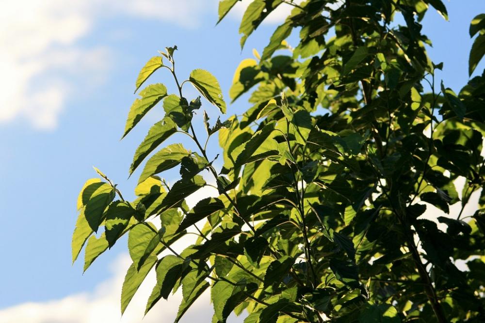Tree Green Foliage Leaves Light Translucent Tree Green Foliage Leaves Light Translucent