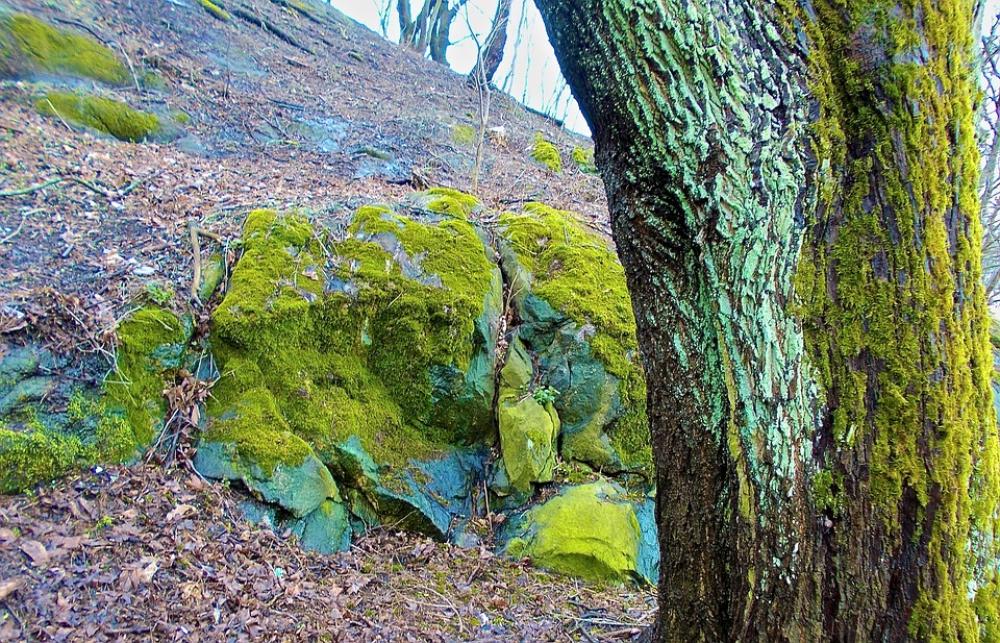 Tree Stone Moss Green Spring Tree Stone Moss Green Spring