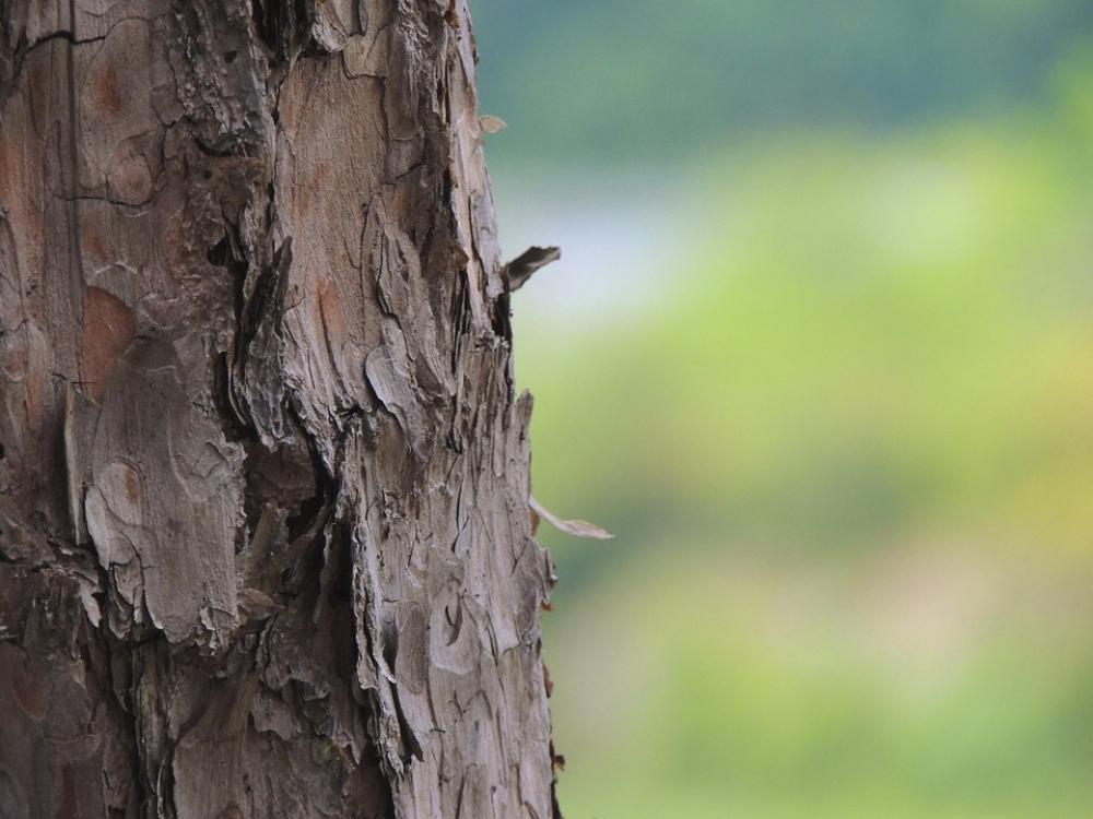 Tree Log Wood Bark Brown Forest Nature Tribe Tree Log Wood Bark Brown Forest Nature Tribe