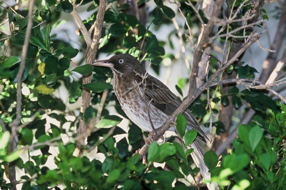 Tree Bird Thrasher Eyed Pearly Birds Animals Tree Bird Thrasher Eyed Pearly Birds Animals