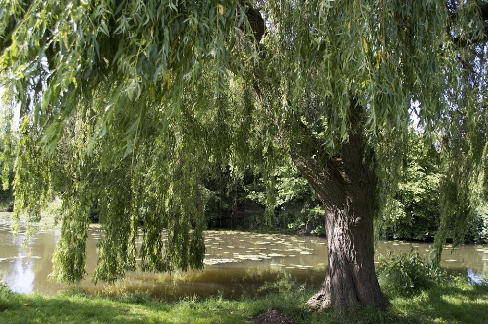 Tree Water River Lake Landscape Nature Pond Calm Tree Water River Lake Landscape Nature Pond Calm