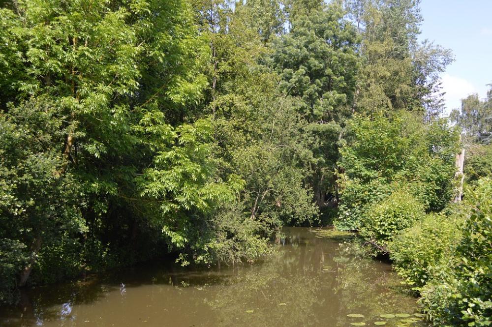Tree Water Landscape Lake Trees Pond Calm River Tree Water Landscape Lake Trees Pond Calm River