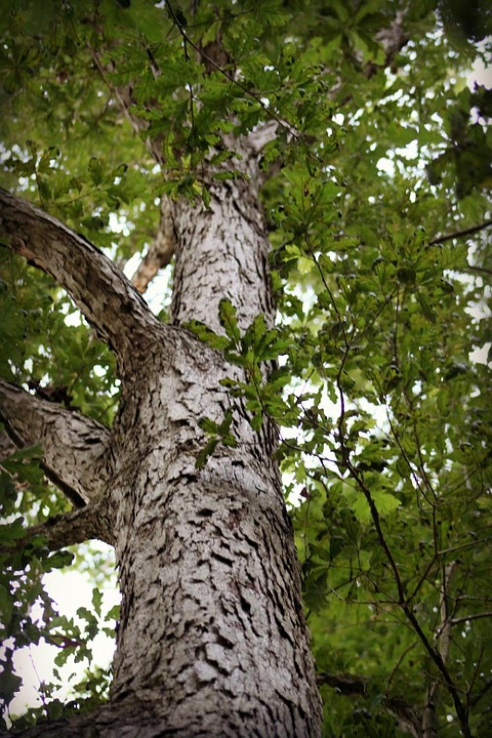 Tree Leaves Green Nature Wood Outdoor Summer Tree Leaves Green Nature Wood Outdoor Summer