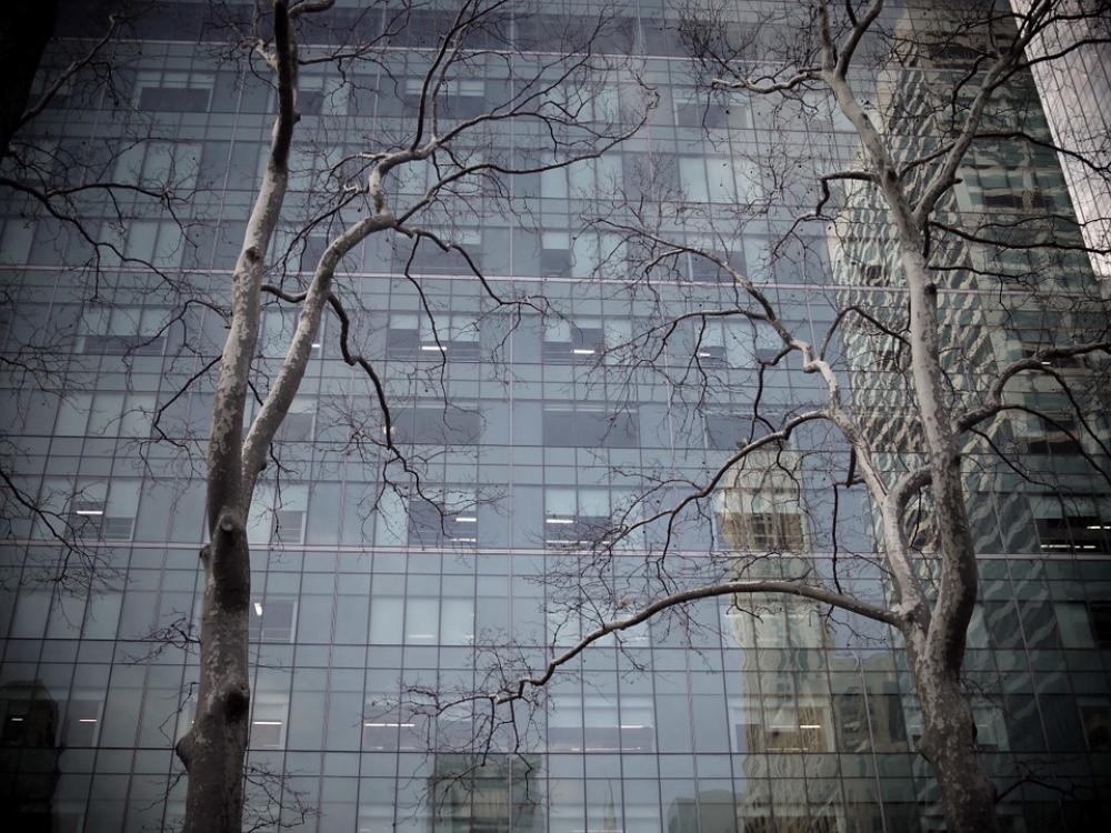 Tree Building Skyscraper Reflection Urban Forest Tree Building Skyscraper Reflection Urban Forest