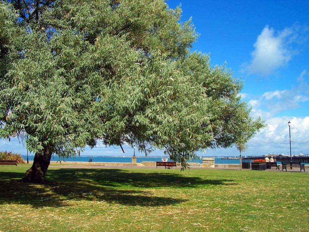 Tree Landscape Seaside England Summer Scenic Tree Landscape Seaside England Summer Scenic