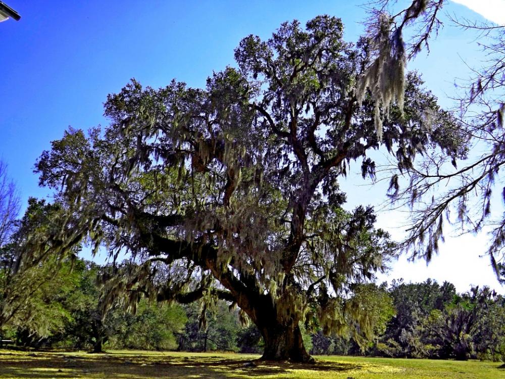 Tree Nature Green Landscape Environment Beautiful Tree Nature Green Landscape Environment Beautiful