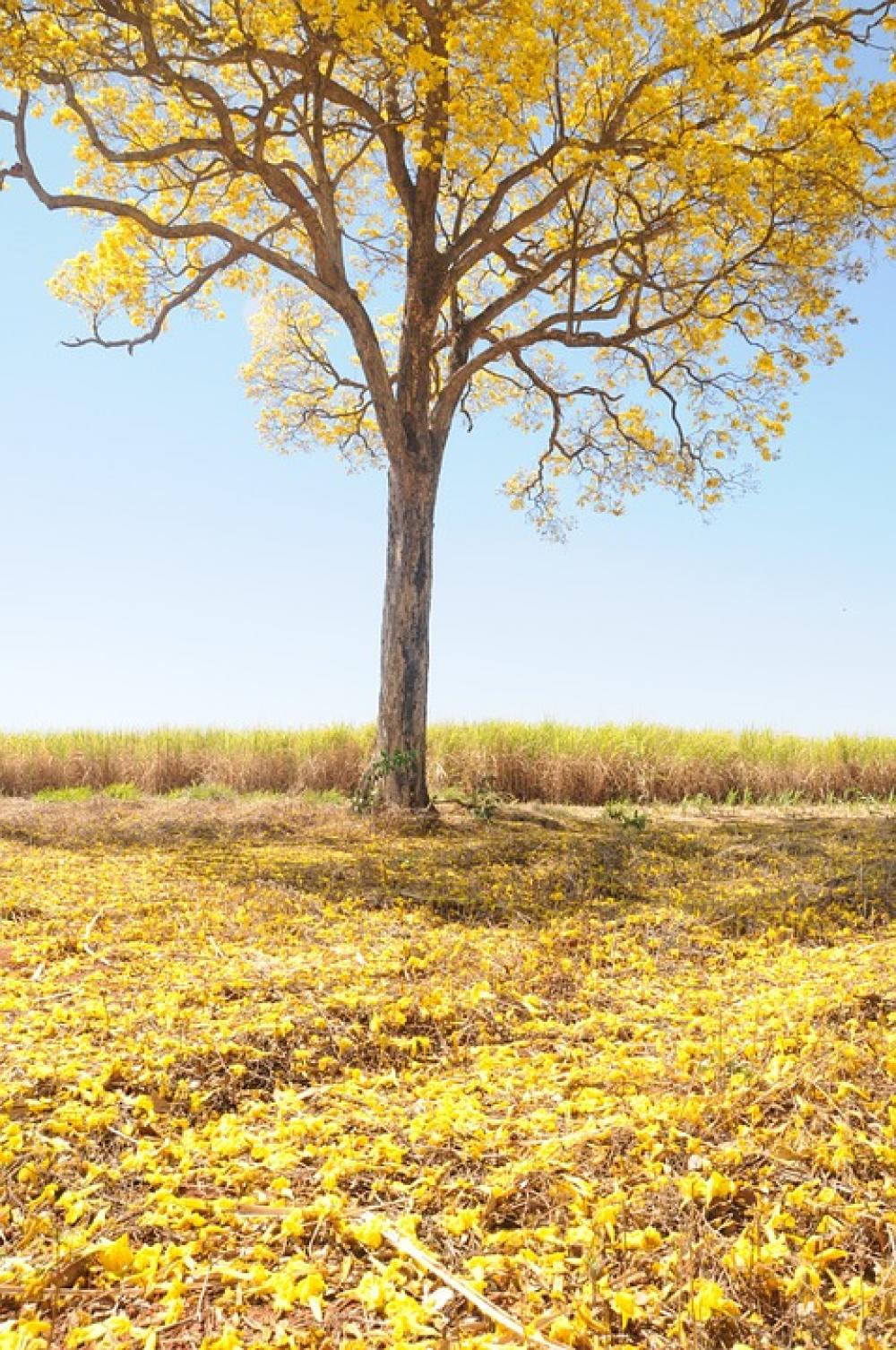Tree Yellow Spring Farm Beautiful Ipê Landscape Tree Yellow Spring Farm Beautiful Ipê Landscape